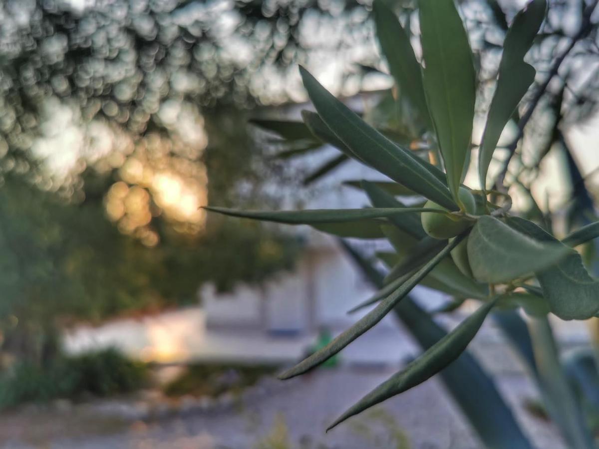 B&B Villa Mediterranee Con Parking Space トラーニ エクステリア 写真